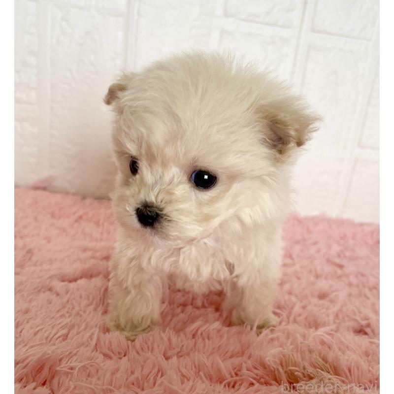 販売中の北海道のマルプー:マルチーズ×トイプードル-430326の7枚目