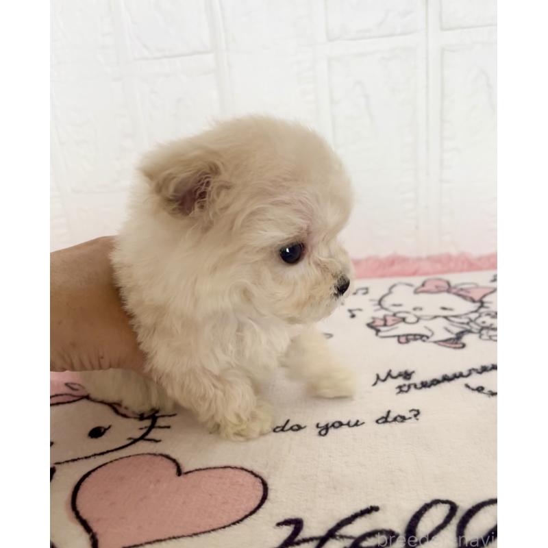 販売中の北海道のマルプー:マルチーズ×トイプードル-430326の6枚目