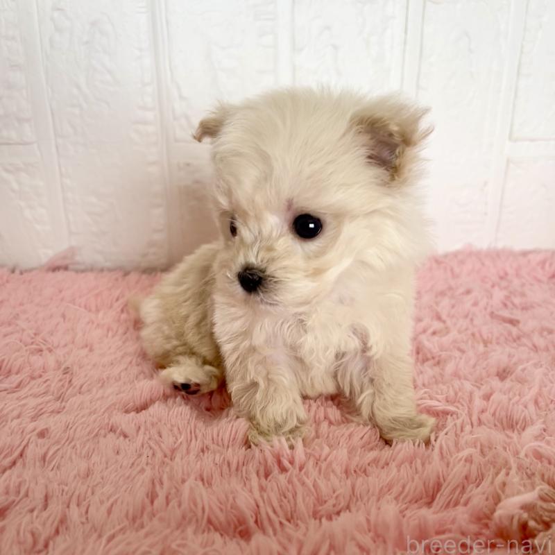 販売中の北海道のマルプー:マルチーズ×トイプードル-430326の5枚目