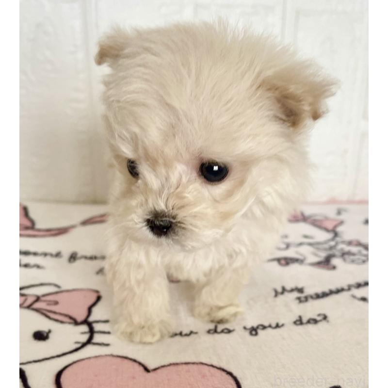 販売中の北海道のマルプー:マルチーズ×トイプードル-430326の3枚目