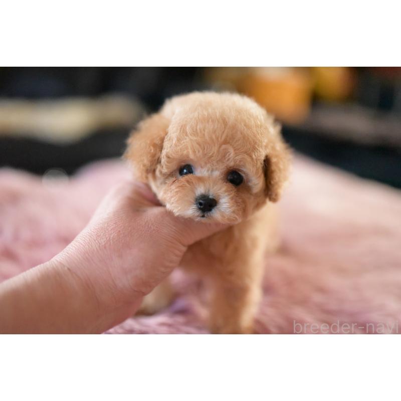 成約済の茨城県のティーカッププードル-432020の4枚目