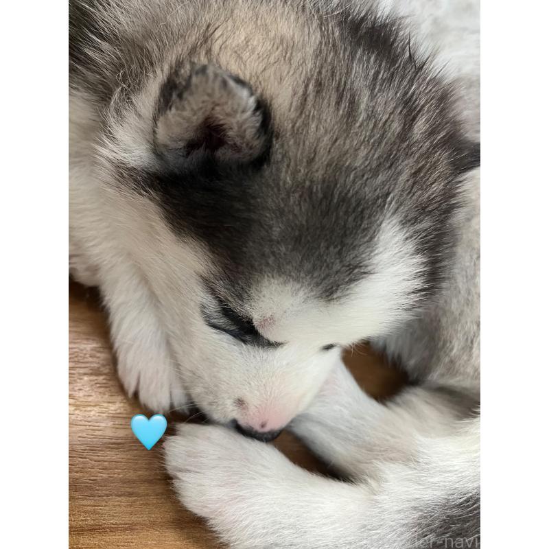 成約済の青森県のシベリアンハスキー-431617の2枚目