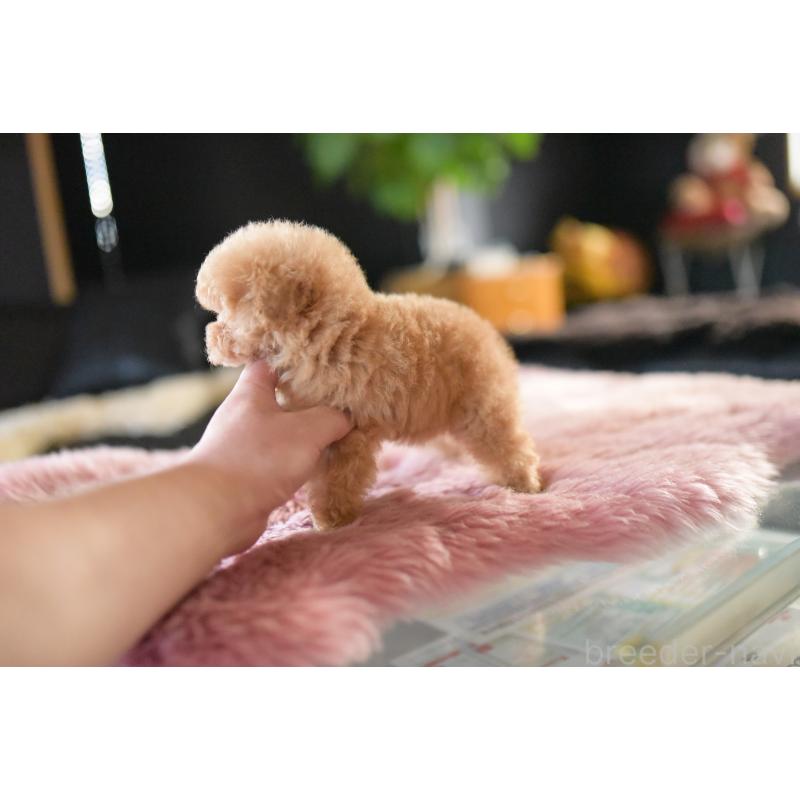 成約済の茨城県のティーカッププードル-432020の2枚目