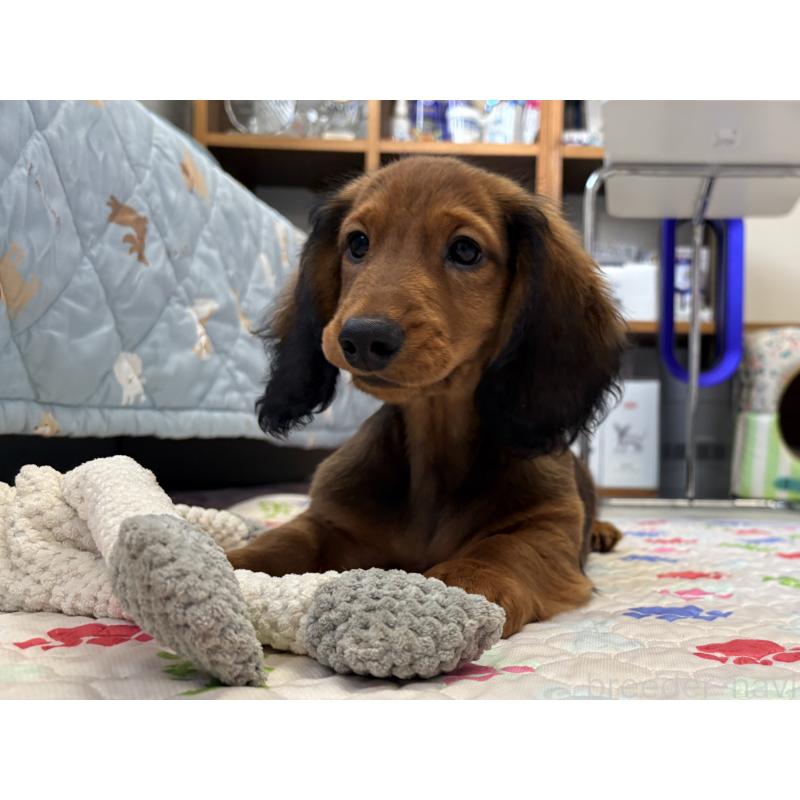 販売中の千葉県のスタンダードダックスフンド-425028の11枚目