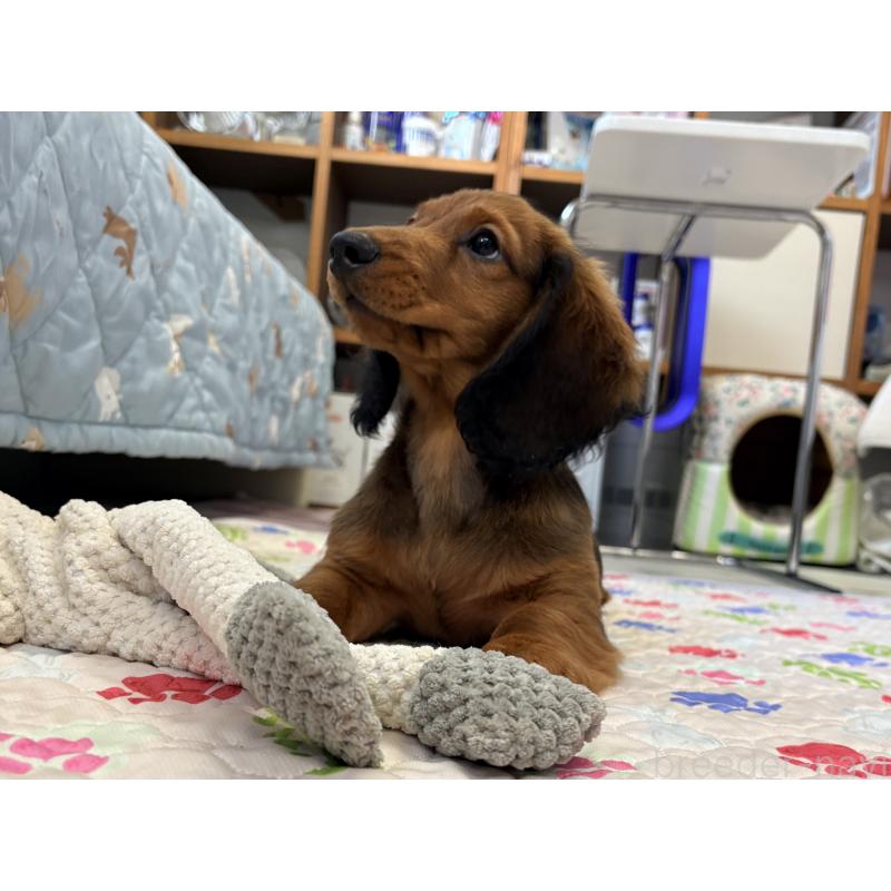 販売中の千葉県のスタンダードダックスフンド-425028の10枚目