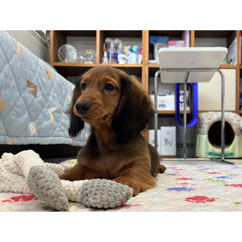 販売中の千葉県のスタンダードダックスフンド-425028の9枚目