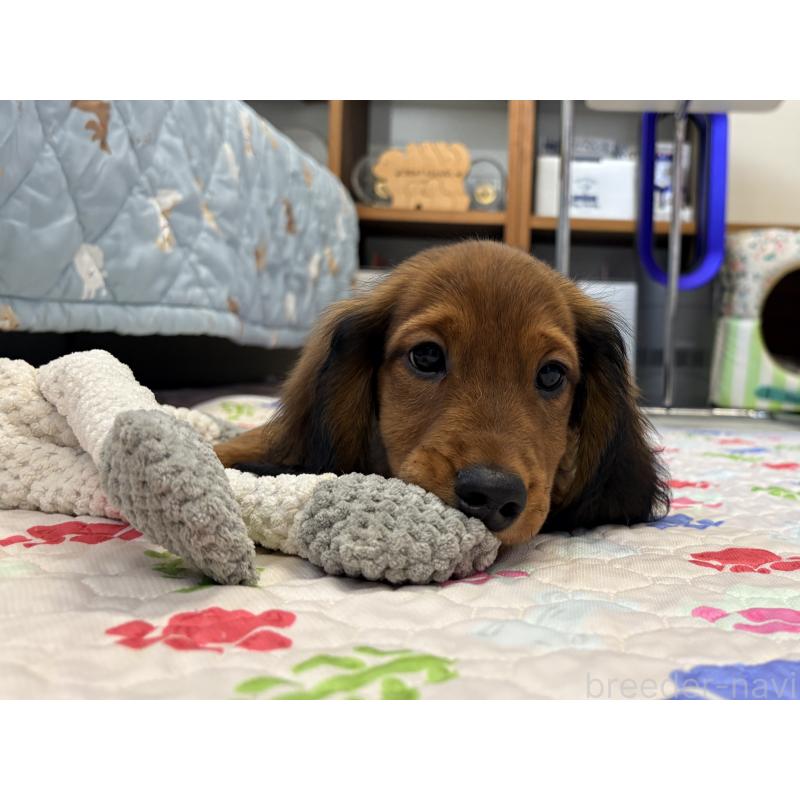 販売中の千葉県のスタンダードダックスフンド-425028の8枚目