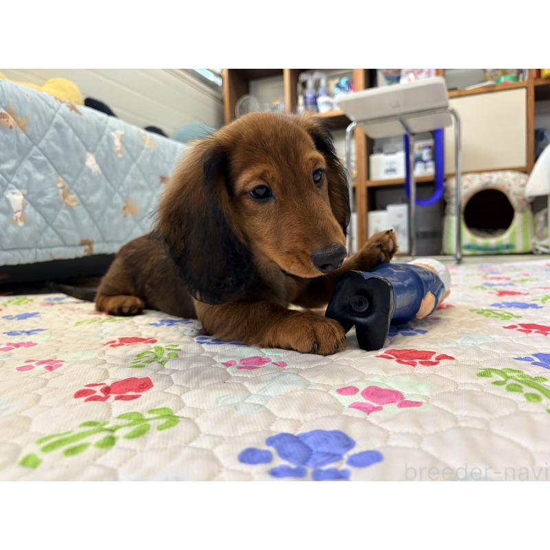 販売中の千葉県のスタンダードダックスフンド-425028の7枚目