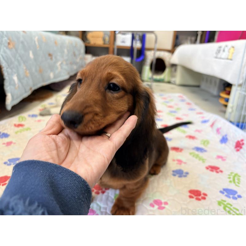 販売中の千葉県のスタンダードダックスフンド-425028の6枚目