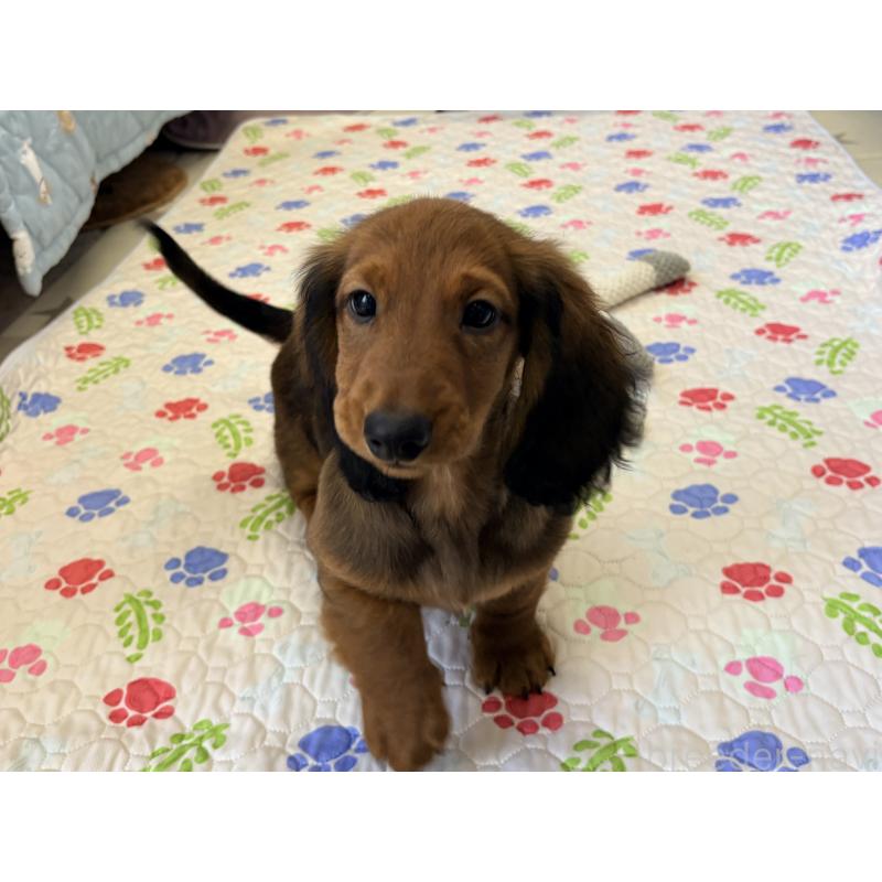 販売中の千葉県のスタンダードダックスフンド-425028の5枚目