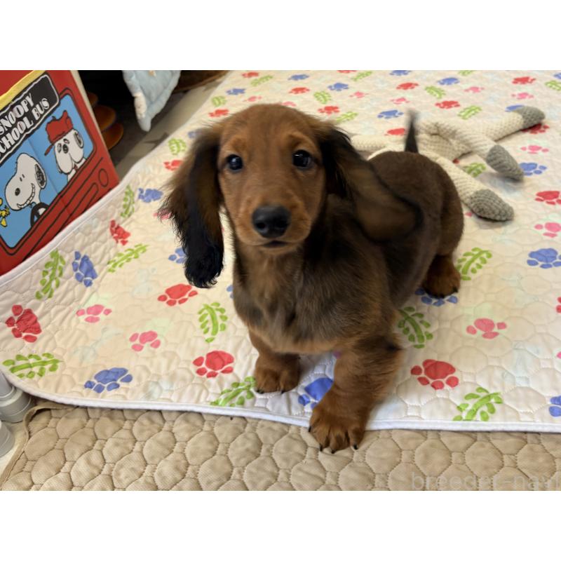 販売中の千葉県のスタンダードダックスフンド-425028の4枚目