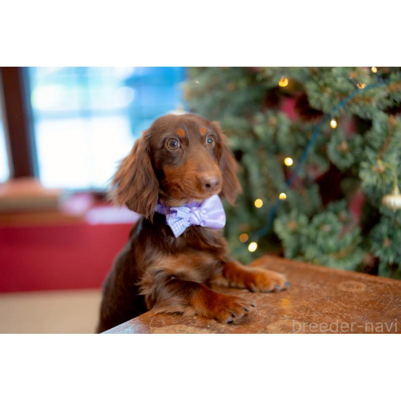 販売中の香川県のミニチュアダックスフンド(ロングヘアード)-433972の5枚目