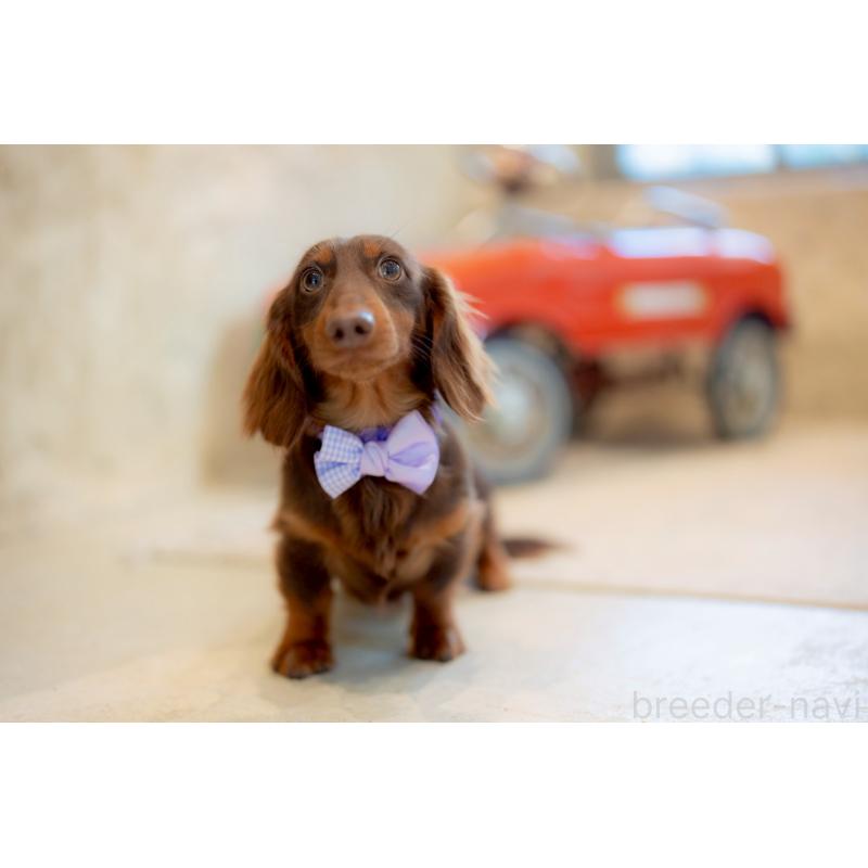 販売中の香川県のミニチュアダックスフンド(ロングヘアード)-433972の4枚目