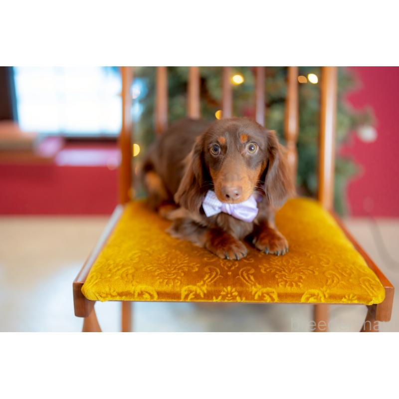 販売中の香川県のミニチュアダックスフンド(ロングヘアード)-433972の3枚目