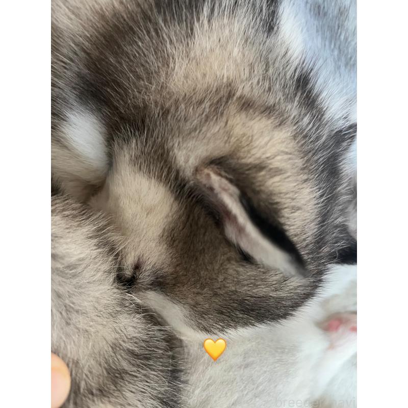 販売中の青森県のシベリアンハスキー-431611の11枚目