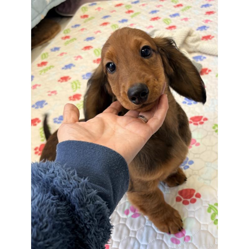 販売中の千葉県のスタンダードダックスフンド-425028の3枚目