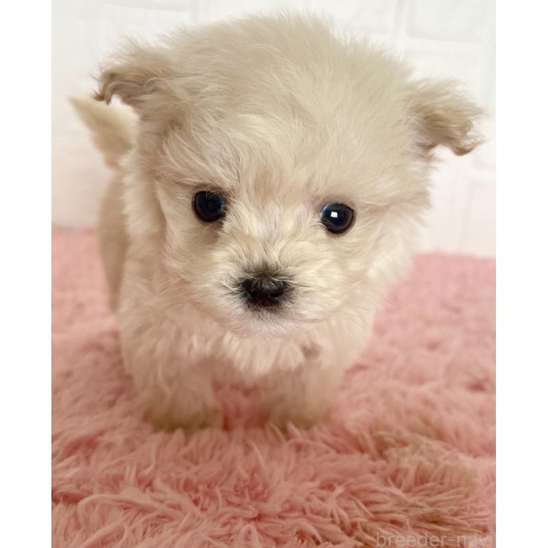 販売中の北海道のマルプー:マルチーズ×トイプードル-430326の2枚目