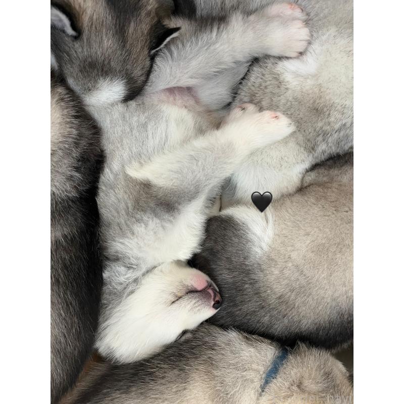 販売中の青森県のシベリアンハスキー-431601の15枚目