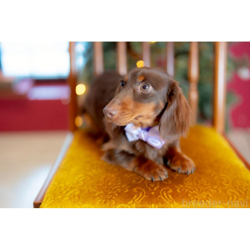 販売中の香川県のミニチュアダックスフンド(ロングヘアード)-433972の2枚目