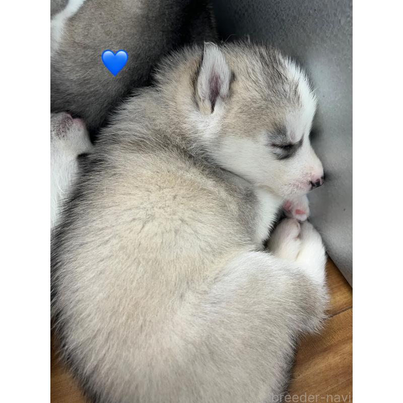 成約済の青森県のシベリアンハスキー-431616の9枚目