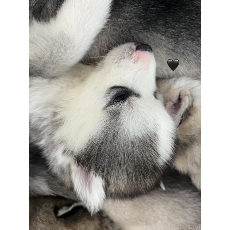 販売中の青森県のシベリアンハスキー-431601の14枚目