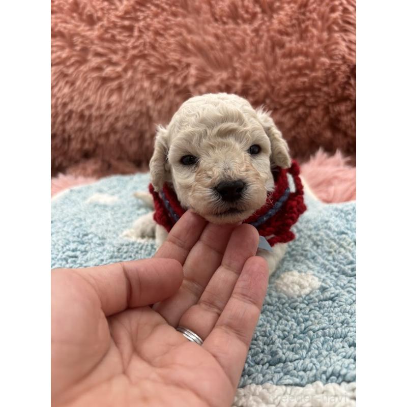 販売中の東京都のタイニープードル-433974の9枚目