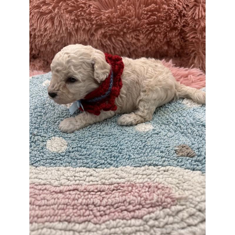 販売中の東京都のタイニープードル-433974の8枚目