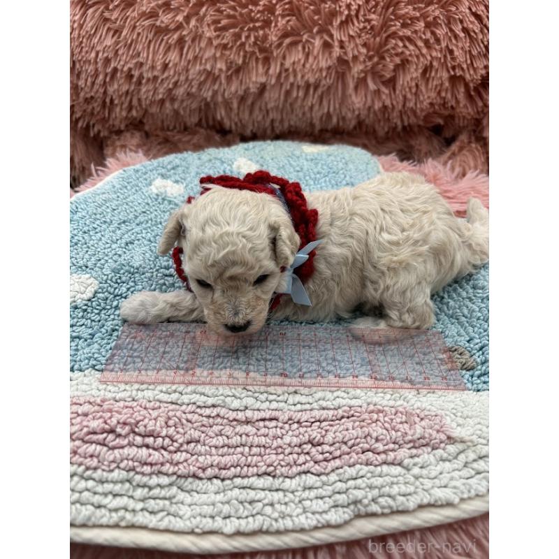 販売中の東京都のタイニープードル-433974の7枚目