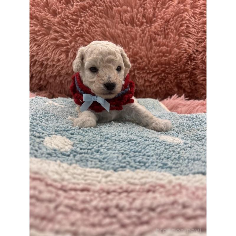 販売中の東京都のタイニープードル-433974の6枚目