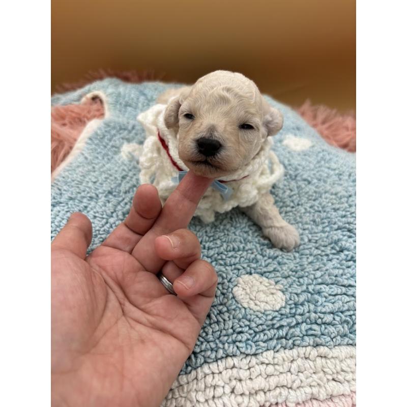 販売中の東京都のタイニープードル-433974の4枚目