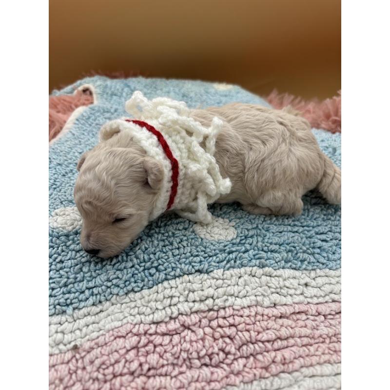 販売中の東京都のタイニープードル-433974の3枚目