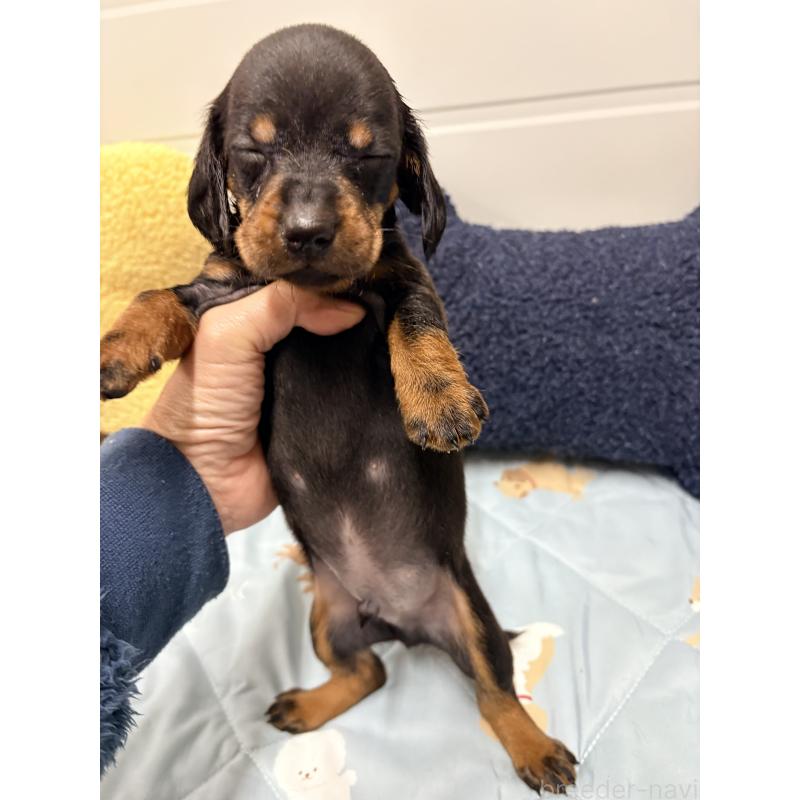 販売中の千葉県のスタンダードダックスフンド-425327の5枚目