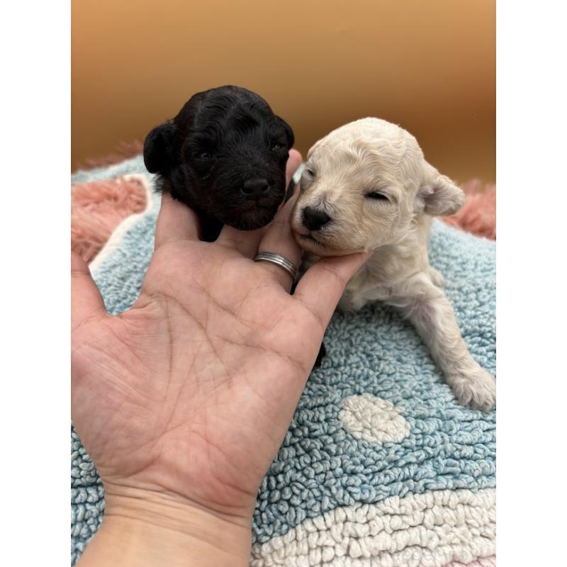 販売中の東京都のタイニープードル-433974の2枚目