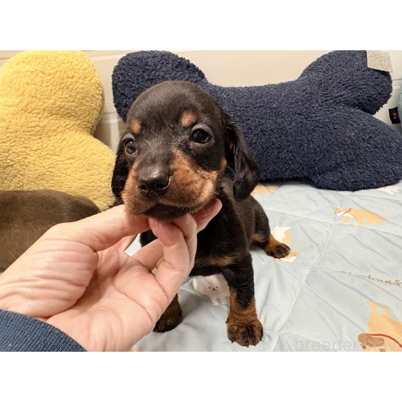 販売中の千葉県のスタンダードダックスフンド-425327の4枚目