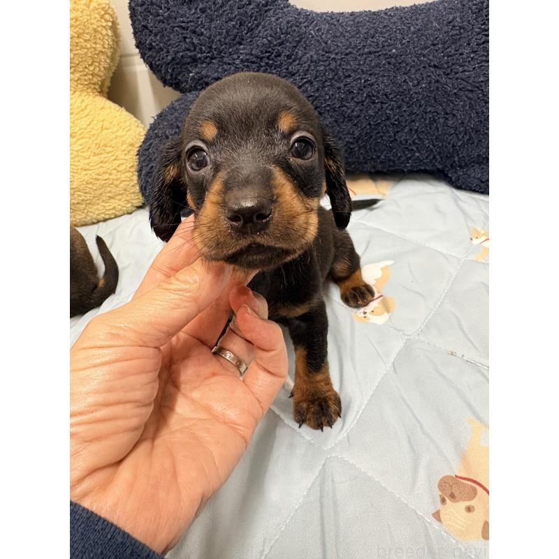 販売中の千葉県のスタンダードダックスフンド-425327の2枚目