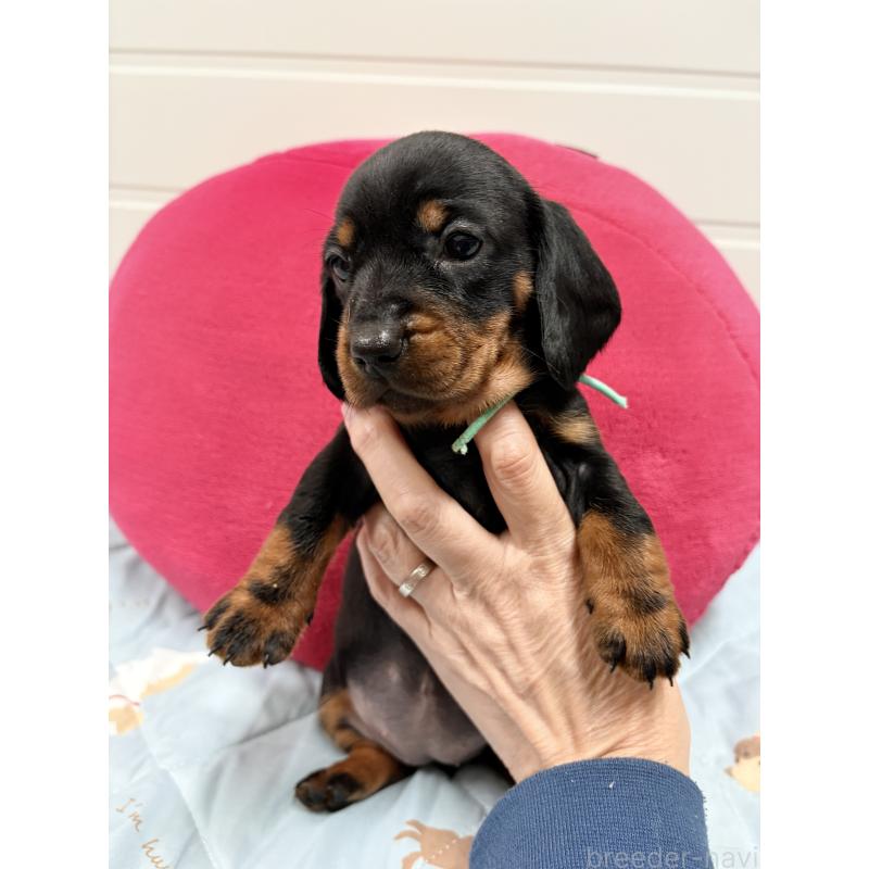 販売中の千葉県のスタンダードダックスフンド-425328の5枚目