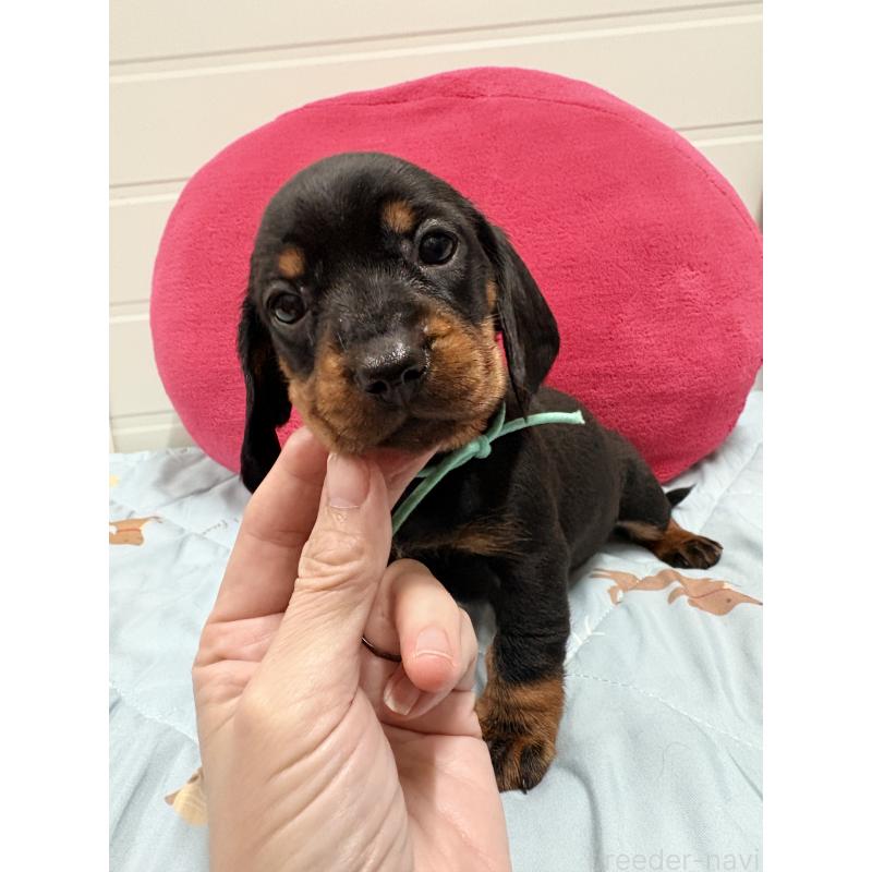 販売中の千葉県のスタンダードダックスフンド-425328の4枚目