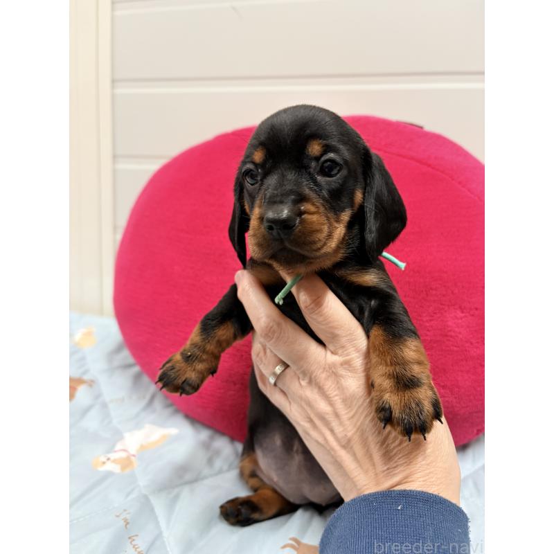 販売中の千葉県のスタンダードダックスフンド-425328の3枚目