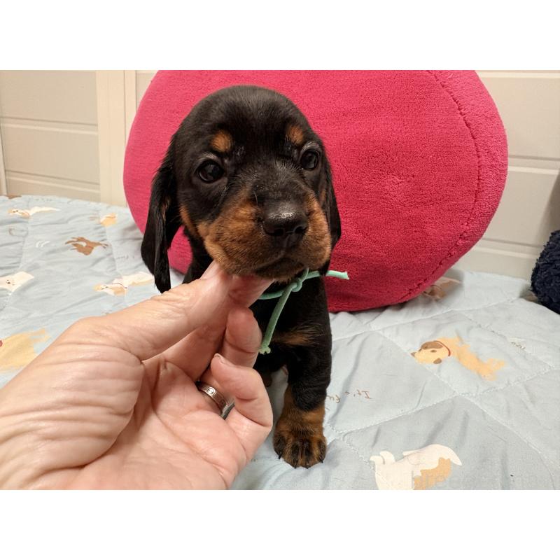 販売中の千葉県のスタンダードダックスフンド-425328の2枚目