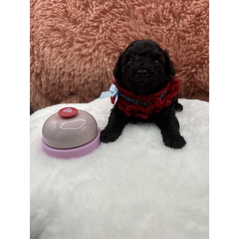 販売中の東京都のタイニープードル-433975の11枚目