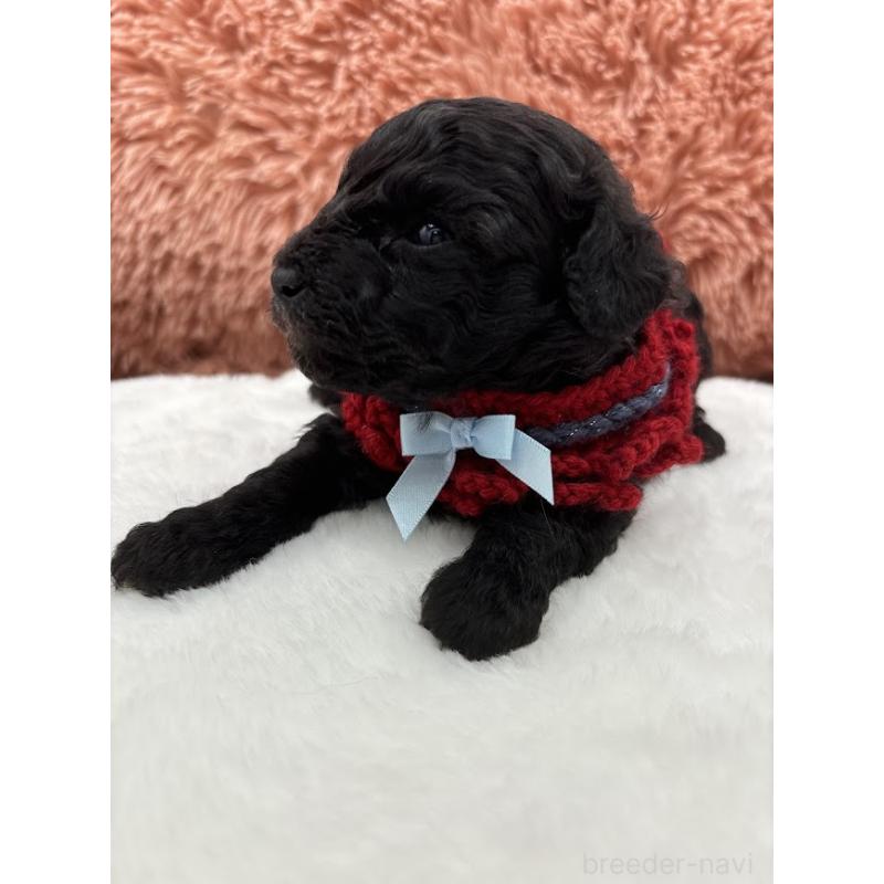 販売中の東京都のタイニープードル-433975の10枚目