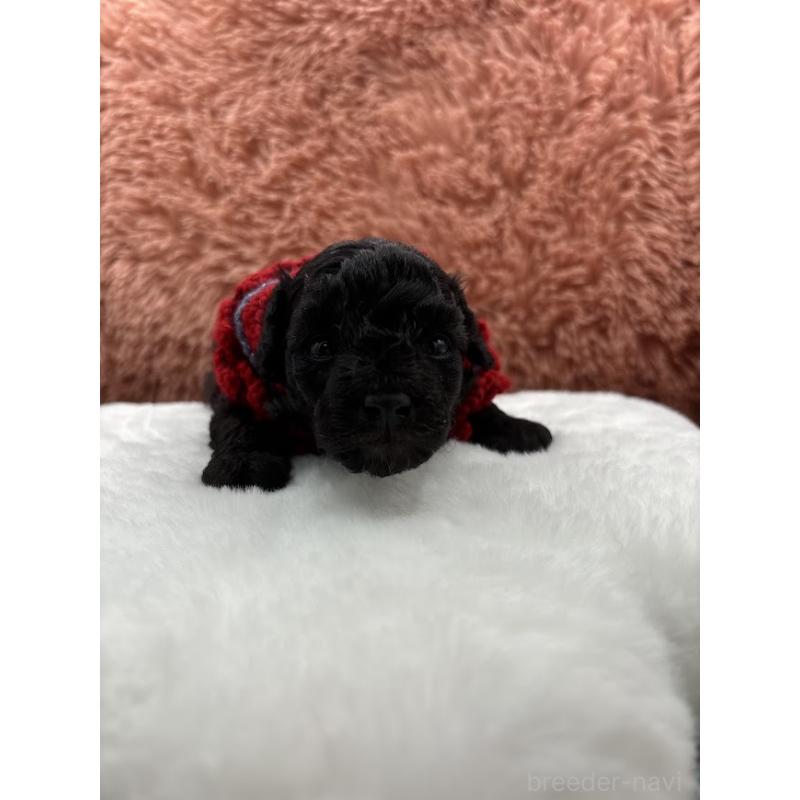 販売中の東京都のタイニープードル-433975の9枚目