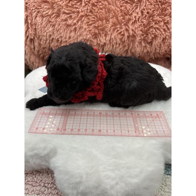 販売中の東京都のタイニープードル-433975の8枚目