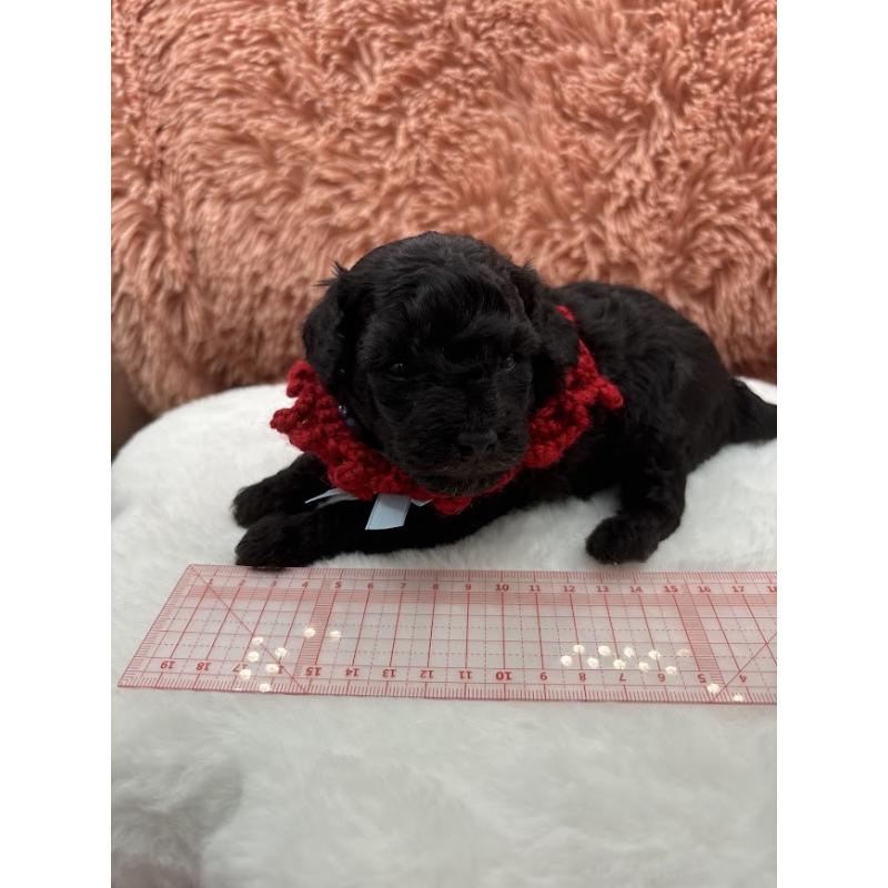 販売中の東京都のタイニープードル-433975の7枚目