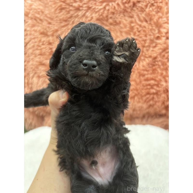 販売中の東京都のタイニープードル-433975の6枚目