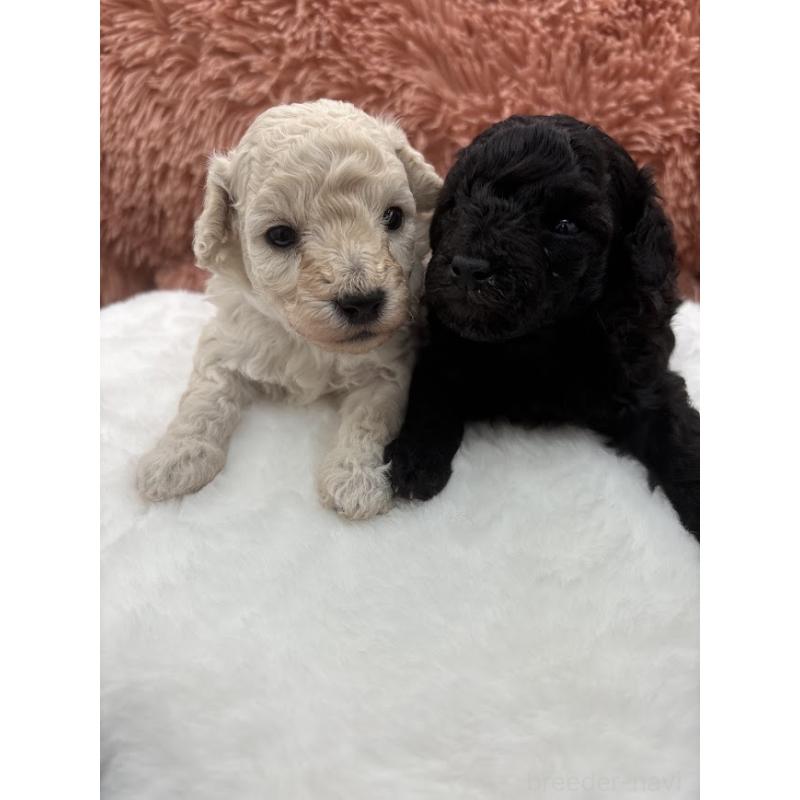 販売中の東京都のタイニープードル-433975の5枚目