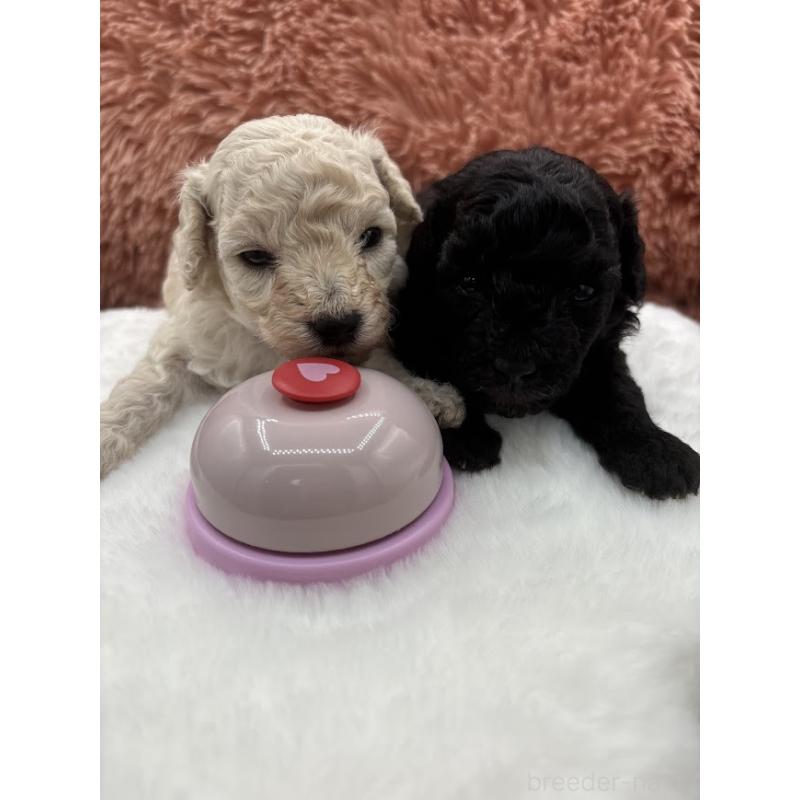 販売中の東京都のタイニープードル-433975の4枚目