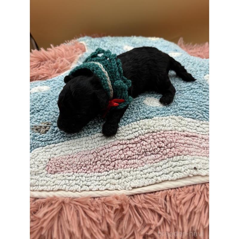 販売中の東京都のタイニープードル-433975の3枚目