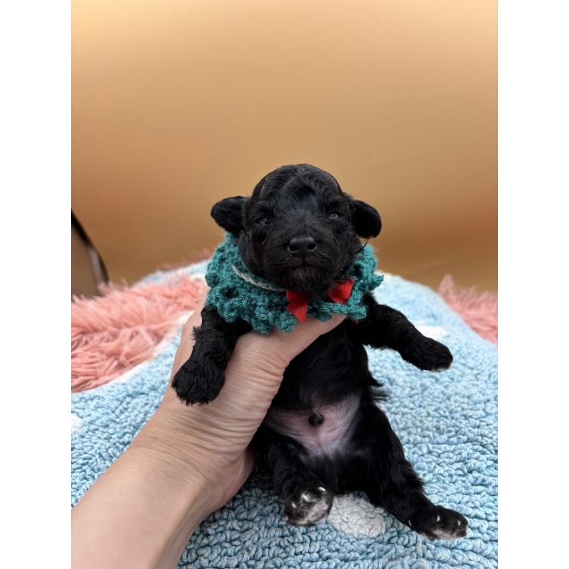 販売中の東京都のタイニープードル-433975の2枚目