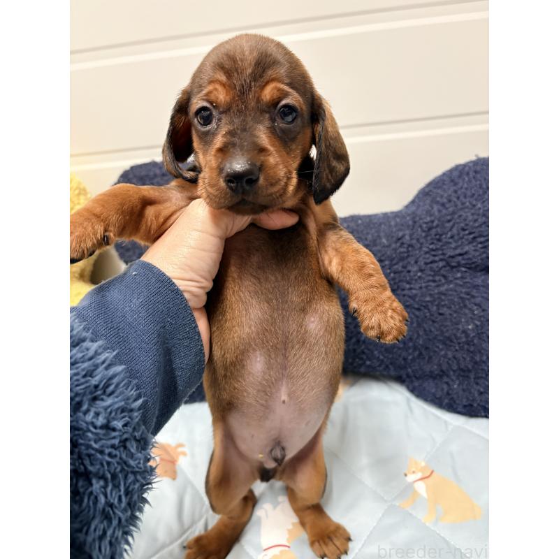 販売中の千葉県のスタンダードダックスフンド-425325の5枚目